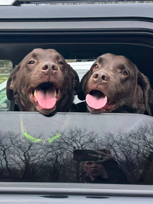MEET DOWSER & OTIS
