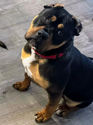 MEET BRUTUS!