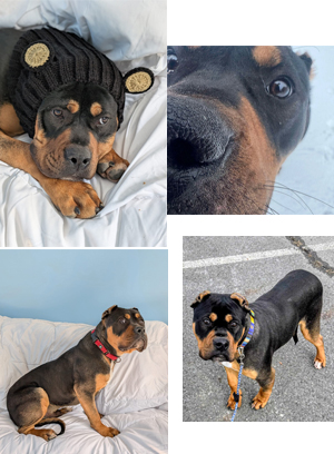 More BRUTUS!