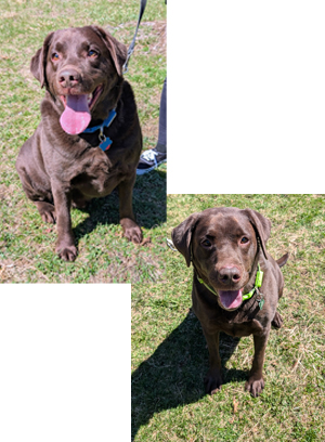 More DOWSER & OTIS!!