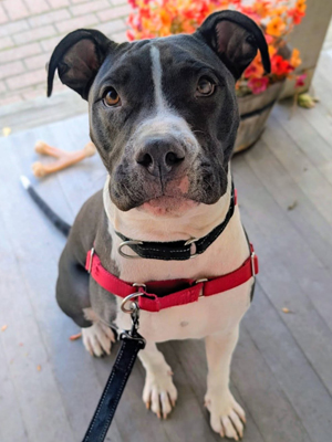 MEET PANDA!!!