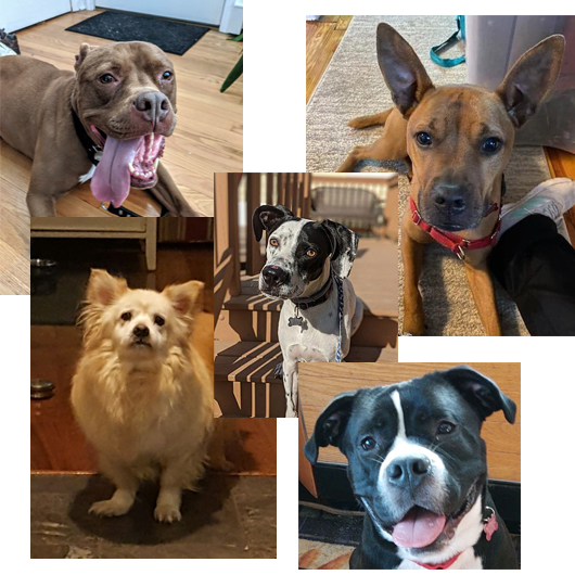 Adopt, Don't Shop