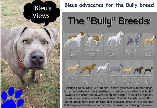 Bleu advocates for the Bully breed